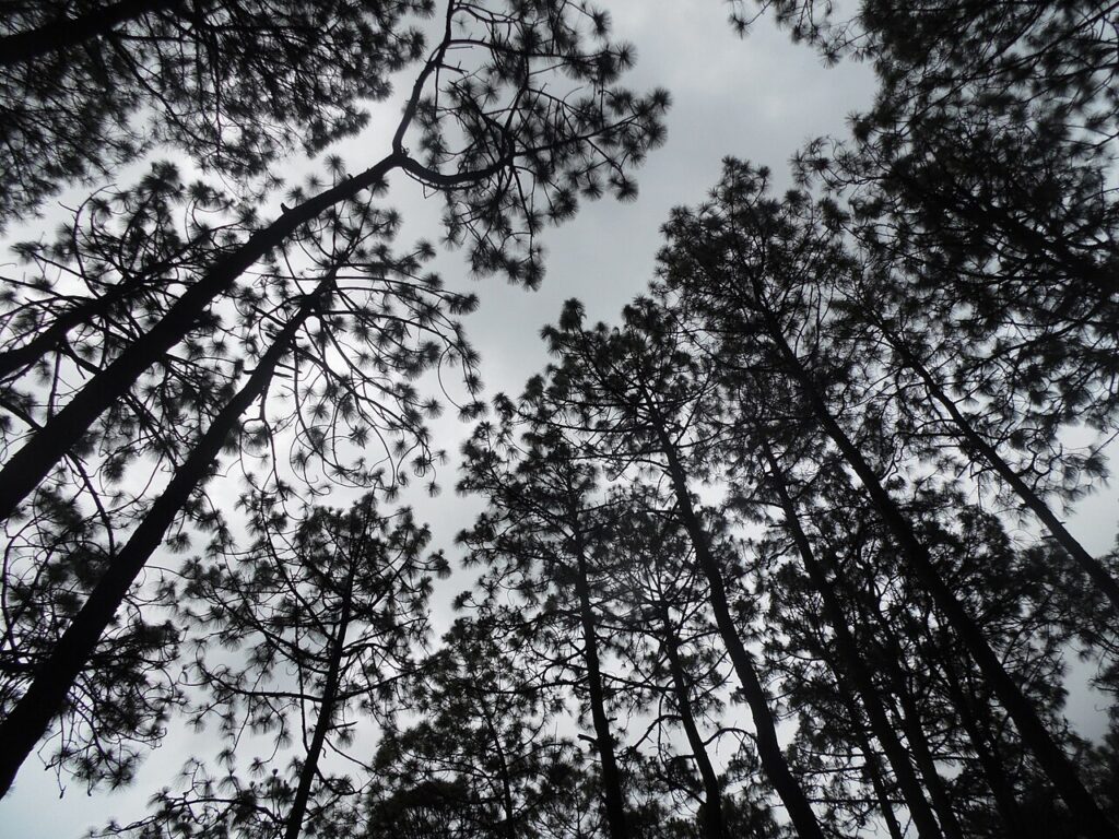 Bosque de Mazamitla Pueblo Mágico